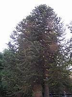 Araucaria, Araucaria araucana (Chili, Argentine) (Photo F. Mrugala) (4)